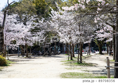比治山公園の御便殿広場です。桜が満開でお花見の頃です。明るい雰囲気をどうぞ。広島県 比治山公園の御便殿広場です。桜が満開でお花見の頃です。明るい雰囲気をどうぞ。広島県 89708356