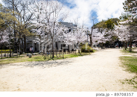 比治山公園の御便殿広場です。桜が満開でお花見の頃です。明るい雰囲気をどうぞ。広島県 89708357