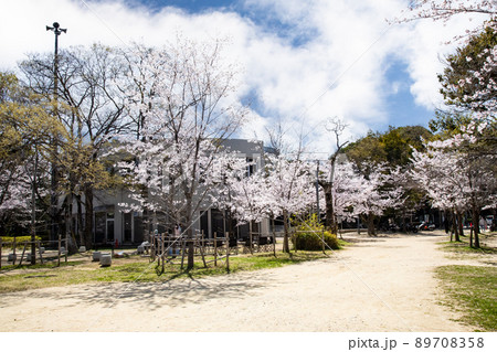 比治山公園の御便殿広場です。桜が満開でお花見の頃です。明るい雰囲気をどうぞ。広島県 89708358