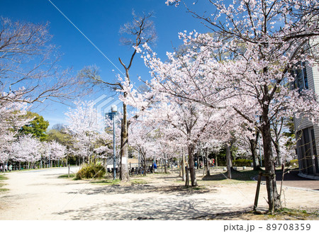 比治山公園の御便殿広場です。桜が満開でお花見の頃です。明るい雰囲気をどうぞ。広島県 89708359