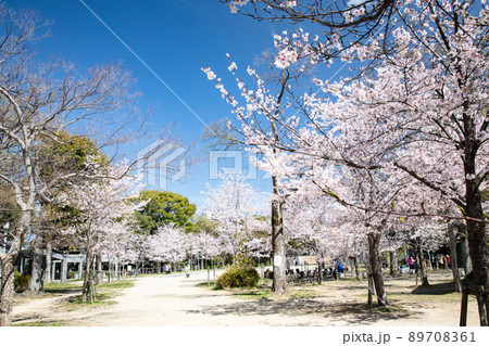 比治山公園の御便殿広場です。桜が満開でお花見の頃です。明るい雰囲気をどうぞ。広島県 89708361