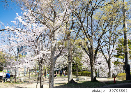 比治山公園の御便殿広場です。桜が満開でお花見の頃です。明るい雰囲気をどうぞ。広島県 比治山公園の御便殿広場です。桜が満開でお花見の頃です。明るい雰囲気をどうぞ。広島県 89708362