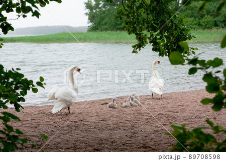 Mother and father swan with their cygnets Mother and father swan with their cygnets 89708598