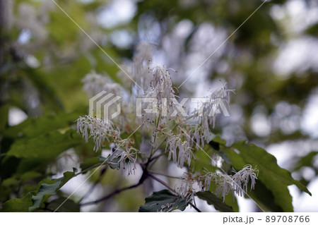 新緑。まだ若いアオダモ。小さな白い花。花言葉は「未来への憧れ」「幸福な日々」。4月 新緑。まだ若いアオダモ。小さな白い花。花言葉は「未来への憧れ」「幸福な日々」。4月 89708766