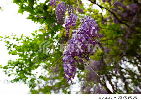 ヤマフジ 89709008