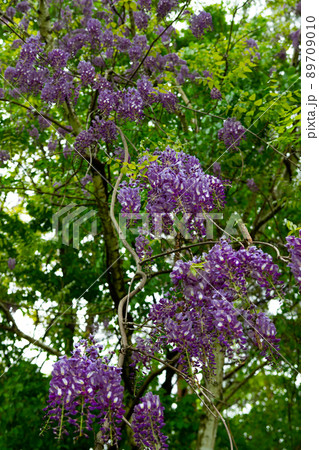 ヤマフジ 89709010