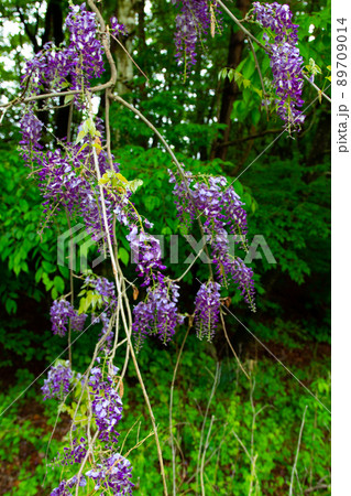 ヤマフジ 89709014