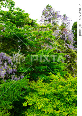 ヤマフジ 89709017