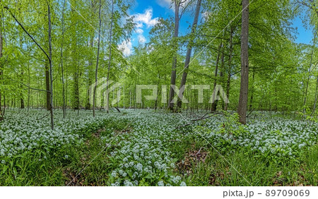 View over a piece of forest with dense growth of white flowering wild garlic in spring 89709069