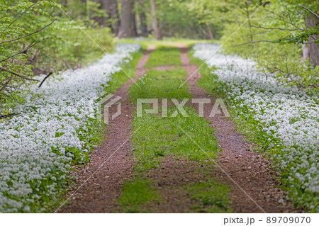 View along a forest path lined with white blooming wild garlic in springtime 89709070