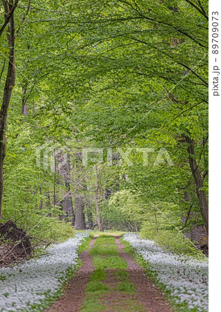 View along a forest path lined with white blooming wild garlic in springtime 89709073