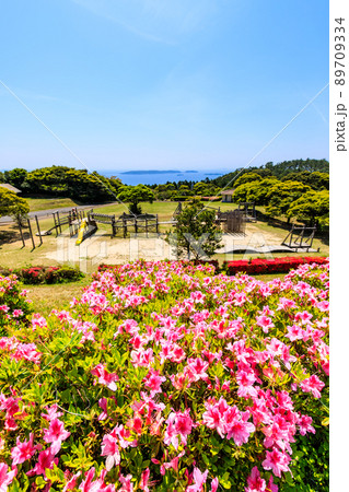 冷水岳公園のツツジ 長崎県佐世保市 の写真素材