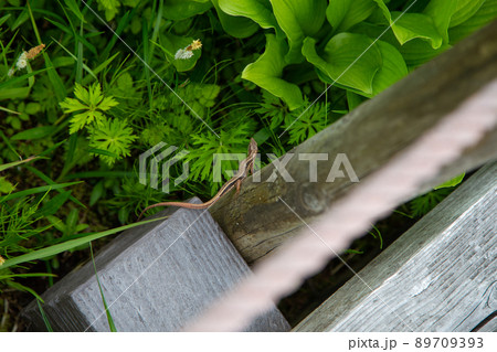 新緑の箱根湿生花園 89709393