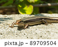 ニホントカゲ 89709504