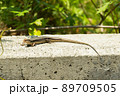 ニホントカゲ 89709505