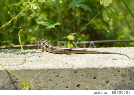 ニホントカゲ 89709506