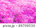 ピンクの芝桜 89709530