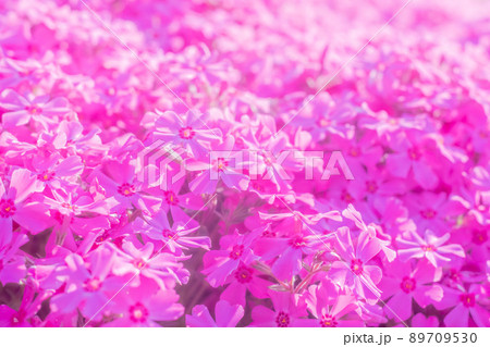 ピンクの芝桜 89709530