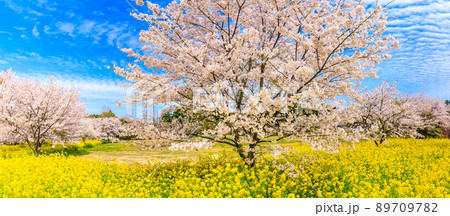 野岳湖レイクサイドグラウンドの桜と菜の花　パノラマ　【長崎県大村市】 89709782