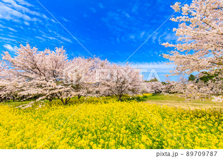野岳湖レイクサイドグラウンドの桜と菜の花　【長崎県大村市】 89709787