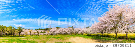 野岳湖レイクサイドグラウンドの桜と菜の花 パノラマ 【長崎県大村市】 野岳湖レイクサイドグラウンドの桜と菜の花 パノラマ 【長崎県大村市】 89709811