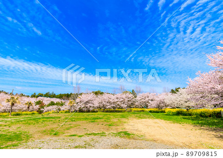 野岳湖レイクサイドグラウンドの桜と菜の花 【長崎県大村市】 野岳湖レイクサイドグラウンドの桜と菜の花 【長崎県大村市】 89709815