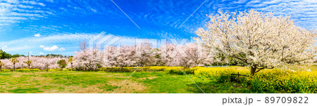 野岳湖レイクサイドグラウンドの桜と菜の花　パノラマ　【長崎県大村市】 89709822