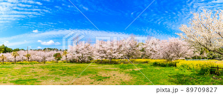 野岳湖レイクサイドグラウンドの桜と菜の花 パノラマ 【長崎県大村市】 野岳湖レイクサイドグラウンドの桜と菜の花 パノラマ 【長崎県大村市】 89709827