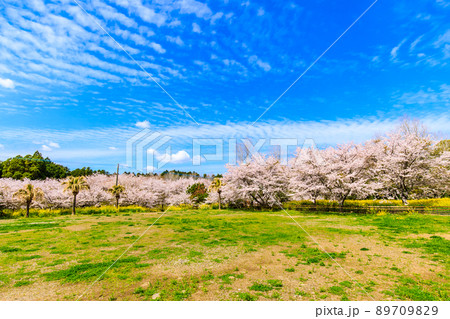 野岳湖レイクサイドグラウンドの桜と菜の花 【長崎県大村市】 野岳湖レイクサイドグラウンドの桜と菜の花 【長崎県大村市】 89709829