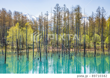 新緑の青い池 新緑の青い池 89710382