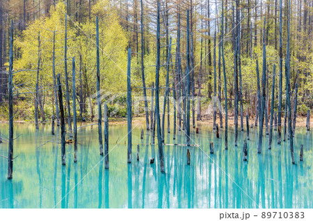 新緑の青い池 89710383