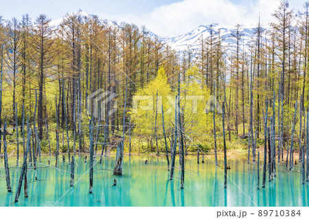 新緑の青い池 89710384