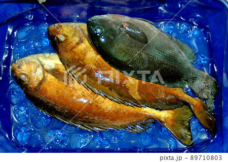 バッカンの中のアイゴとメジナ バッカンの中のアイゴとメジナ 89710803