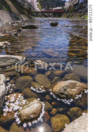 210410中橋桜z283 89711175