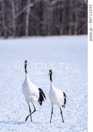 【北海道】タンチョウの夫婦 89711243