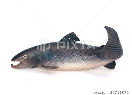 Salmon figurine on white background Salmon figurine on white background 89711379