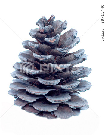 Big pine cone on white background Big pine cone on white background 89711440