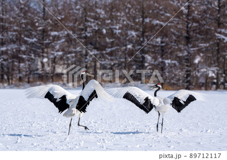 【北海道】タンチョウの求愛ダンス 89712117