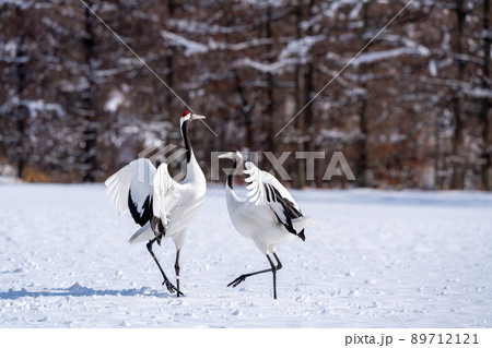 【北海道】タンチョウの求愛ダンス 89712121