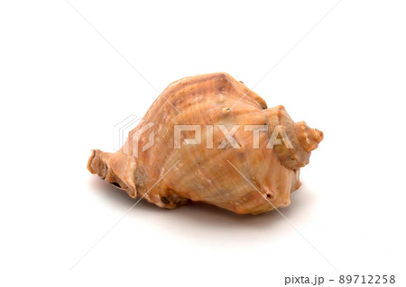 Seashell on white background Seashell on white background 89712258