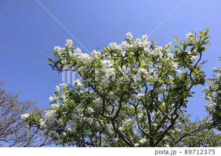 青空と緑の葉と白い花びらのリュウキュウバイの花が咲く樹のある風景の