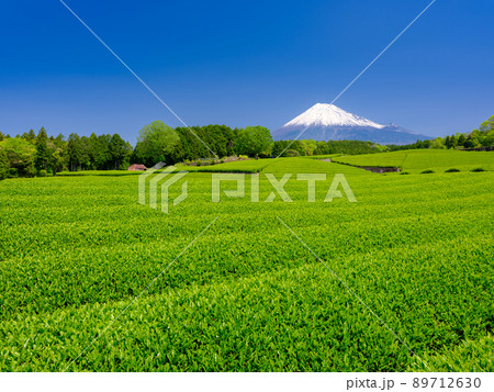 静岡大渕_富士山と茶畑の絶景 静岡大渕_富士山と茶畑の絶景 89712630