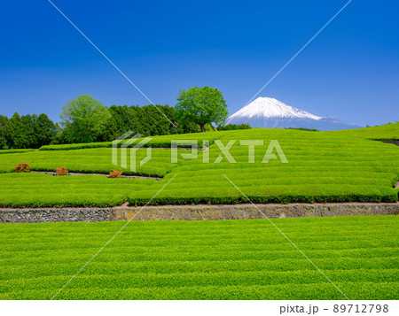 静岡大渕_富士山と茶畑の絶景 89712798