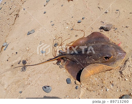 暴れるアカエイ！ 89713260