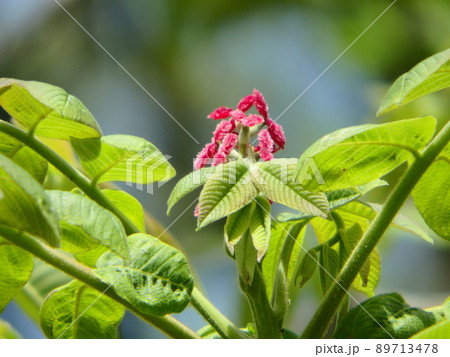 緑の葉とピンクの花が美しいオニグルミ 緑の葉とピンクの花が美しいオニグルミ 89713478