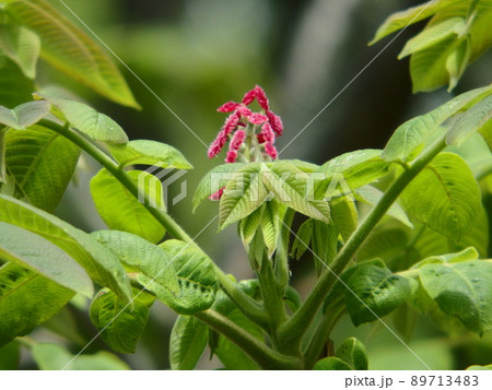 野山に映える赤い花をつけたオニグルミ 野山に映える赤い花をつけたオニグルミ 89713483