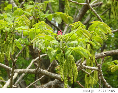 緑の雄花にピンクの雌花が映えるオニグルミ 緑の雄花にピンクの雌花が映えるオニグルミ 89713485