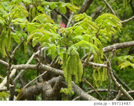 ピンクの雌花が開花し始めているオニグルミ ピンクの雌花が開花し始めているオニグルミ 89713487