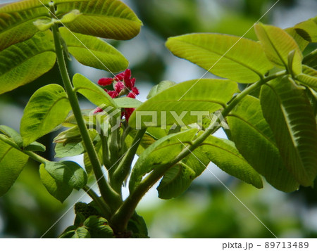 大きな葉の間から赤い花が咲いたオニグルミ 大きな葉の間から赤い花が咲いたオニグルミ 89713489