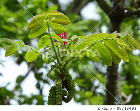 オニグルミの赤い雌花と緑の雌花 オニグルミの赤い雌花と緑の雌花 89713491